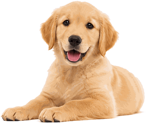Köpekler — Patisigortam