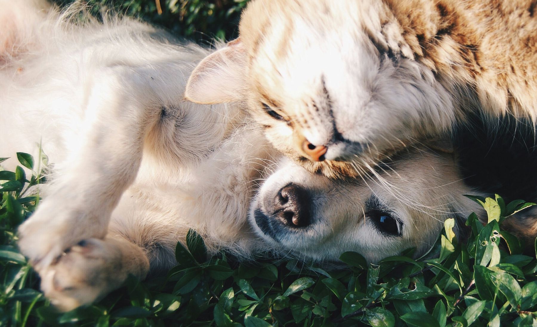 Çimende birbirine sokulmuş bir kedi ile bir köpek yavrusu